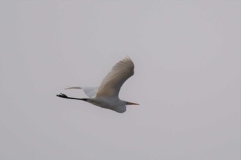 Great Egret 舞鶴遊水地 Sat, 3/11/2023