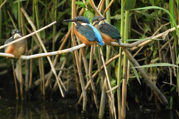 Common Kingfisher Nogawa Unknown Date