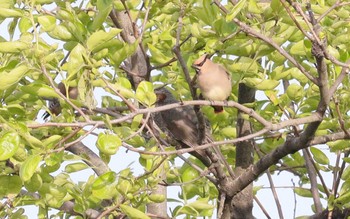 2023年4月13日(木) 野崎川流域(知多市)の野鳥観察記録