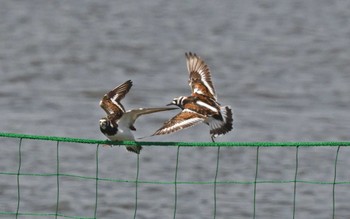 キョウジョシギ ふなばし三番瀬海浜公園 2023年4月13日(木)