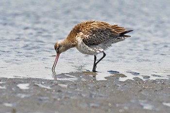 オオソリハシシギ ふなばし三番瀬海浜公園 2023年4月13日(木)