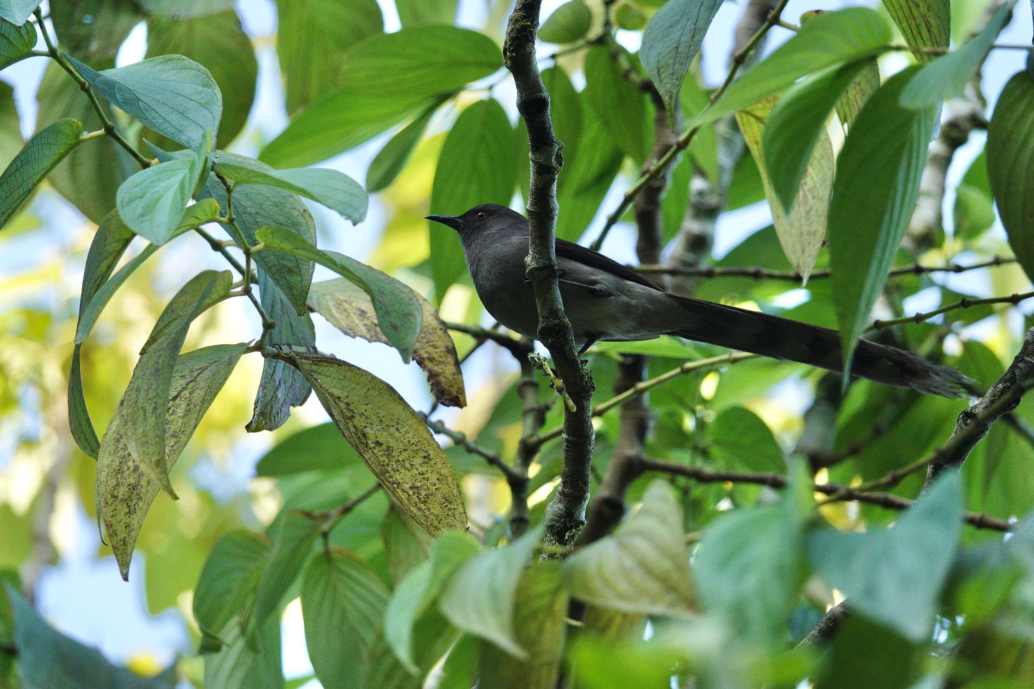 Photo of Long-tailed Sibia at Fraser's Hill by のどか