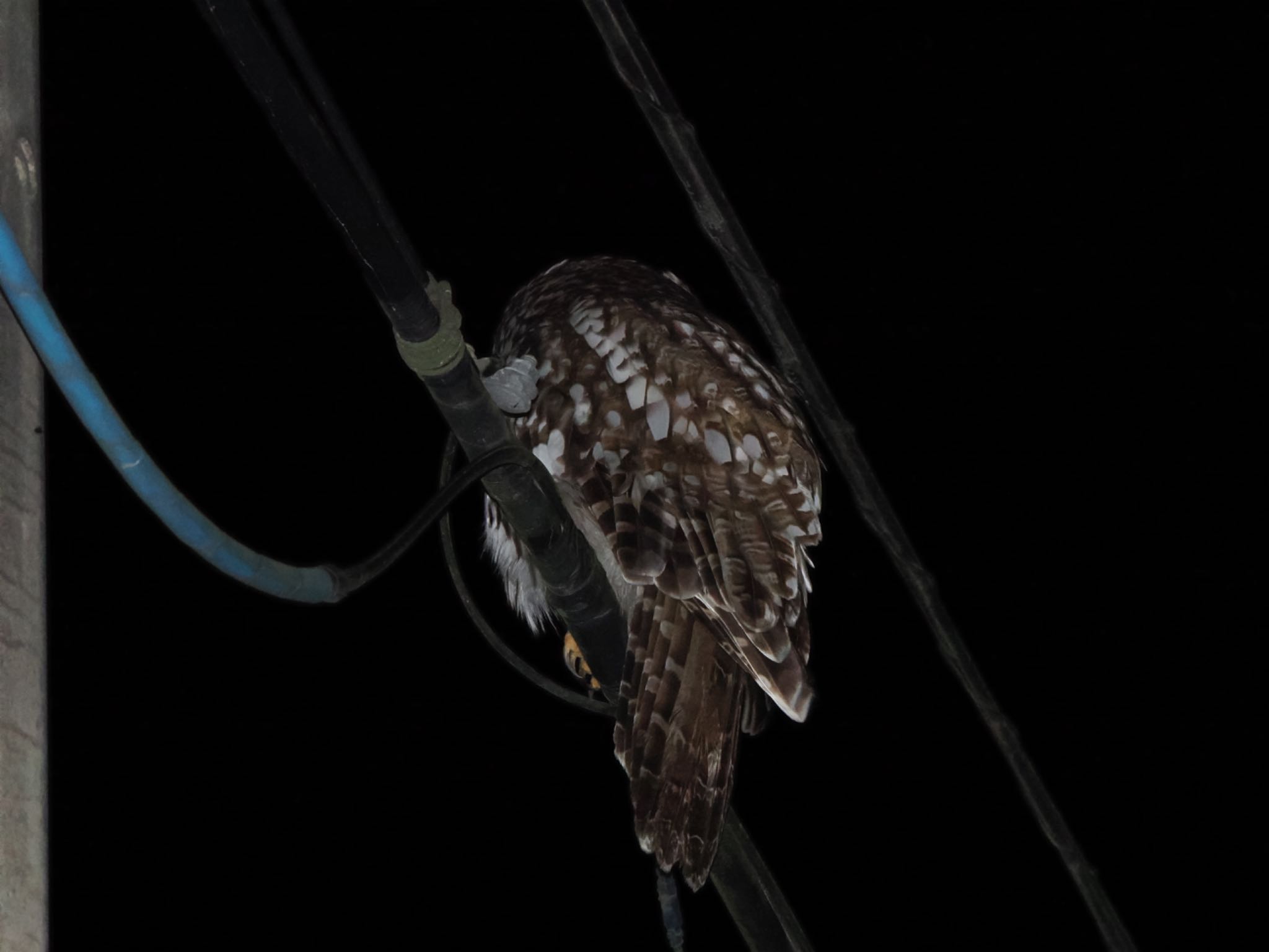 古洞ダム(富山県富山市) フクロウの写真 by マサ