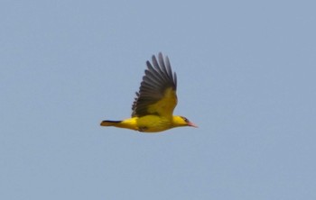 Black-naped Oriole カンボジア Tue, 3/14/2023