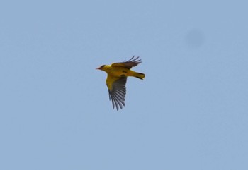 Black-naped Oriole カンボジア Tue, 3/14/2023