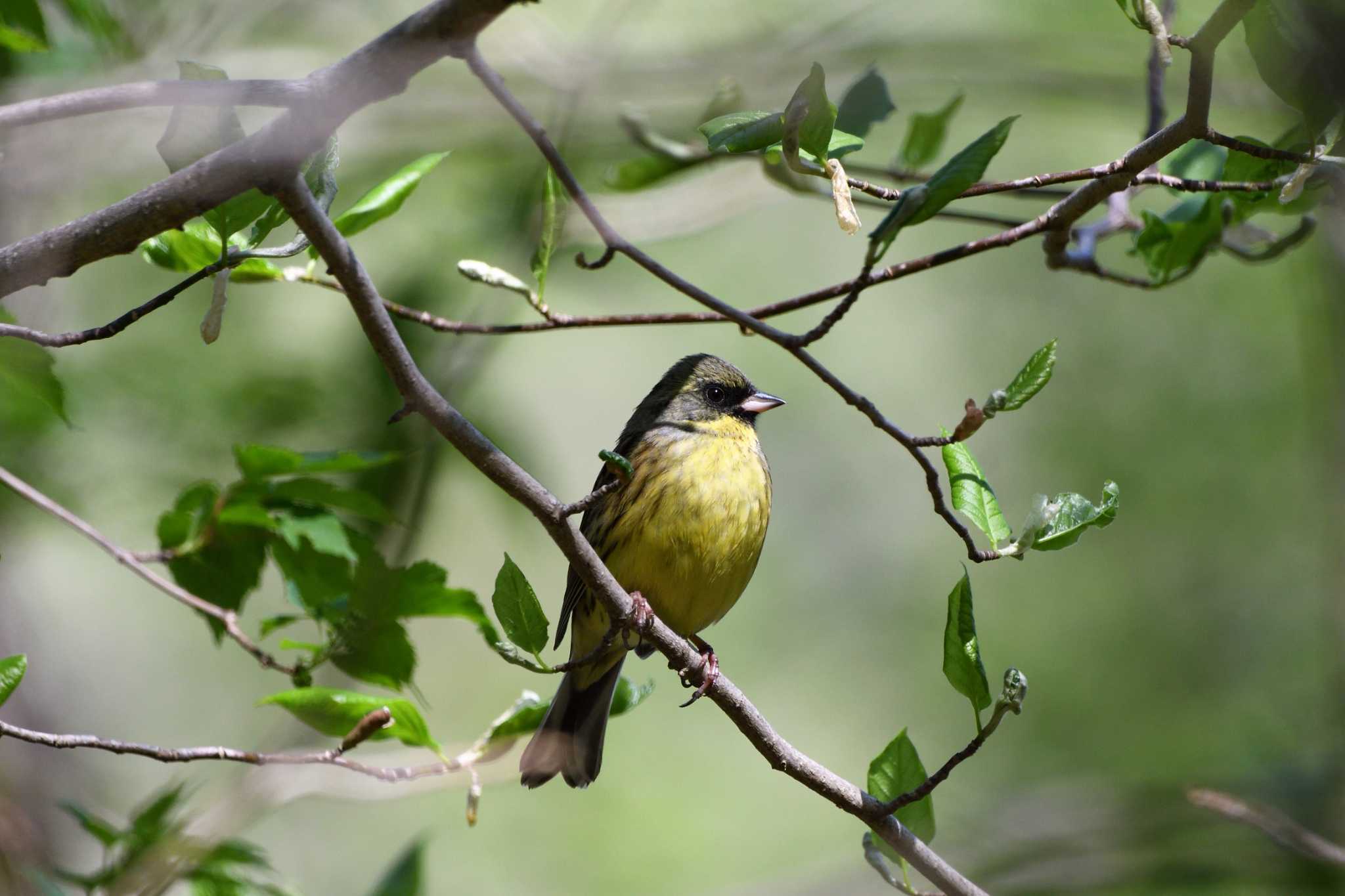 Masked Bunting