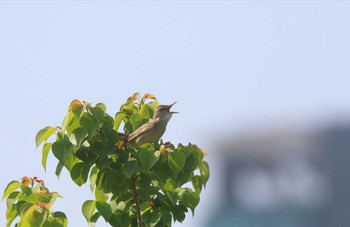 オオヨシキリ 大阪府大阪市 2018年5月27日(日)