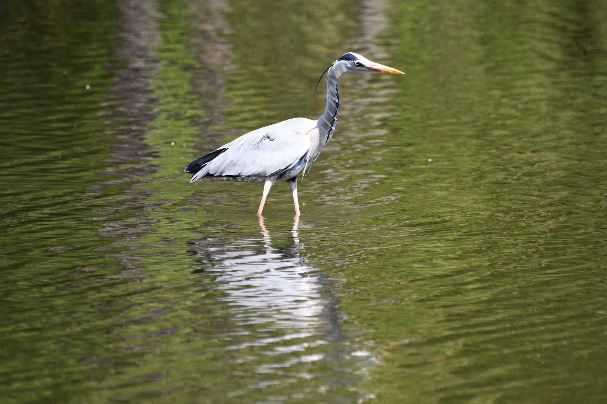 井頭公園 アオサギの写真