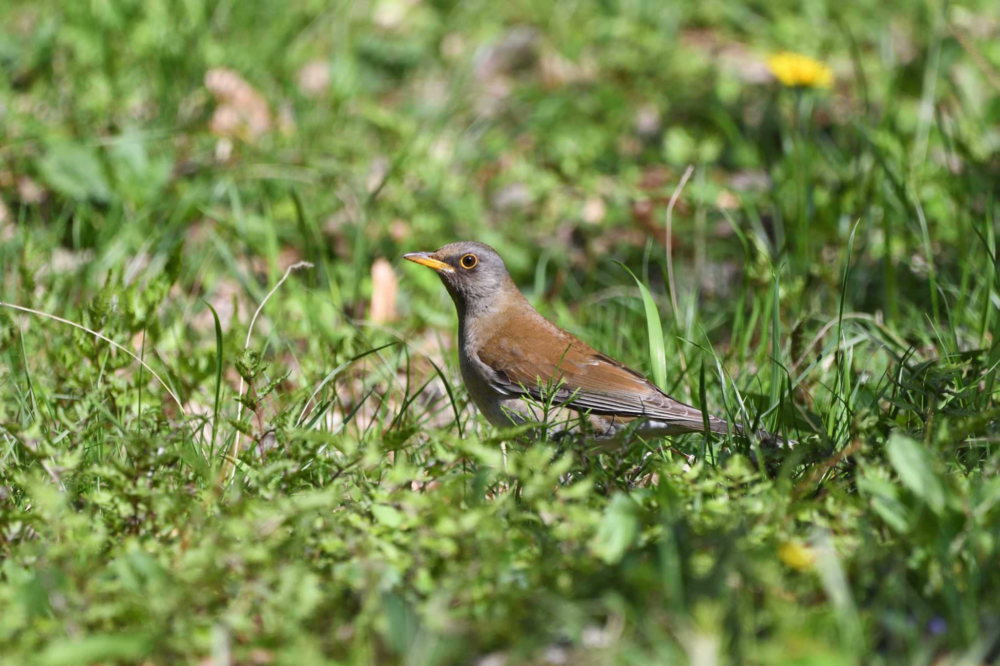 Pale Thrush