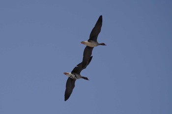 Greater White-fronted Goose 舞鶴遊水地 Sat, 3/11/2023