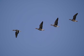 Greater White-fronted Goose 舞鶴遊水地 Sat, 3/11/2023