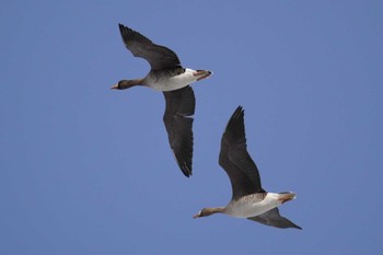 Greater White-fronted Goose 舞鶴遊水地 Sat, 3/11/2023