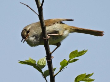 Japanese Bush Warbler 河川環境楽園 Thu, 4/13/2023