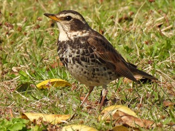 Dusky Thrush 河川環境楽園 Thu, 4/13/2023