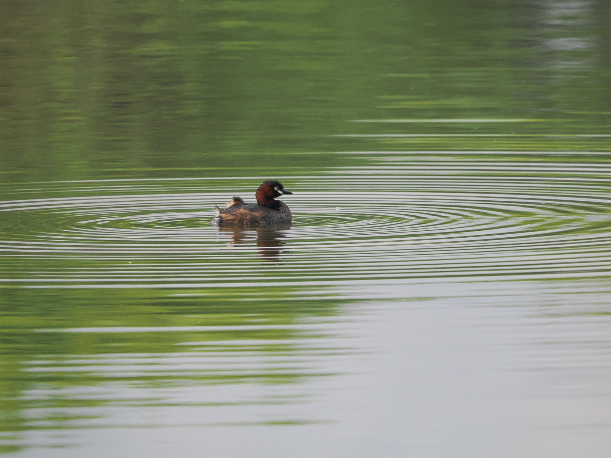 Little Grebe