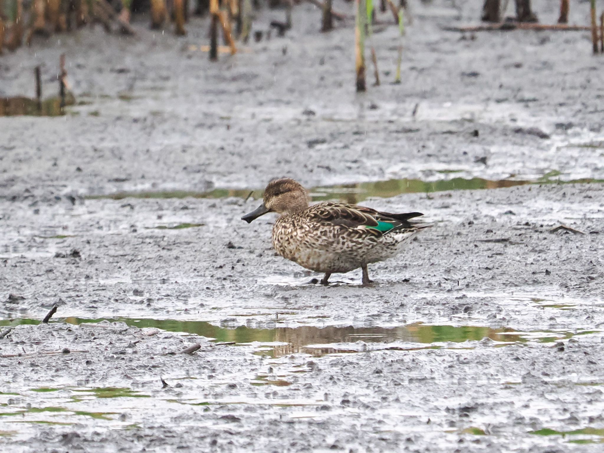 Eurasian Teal