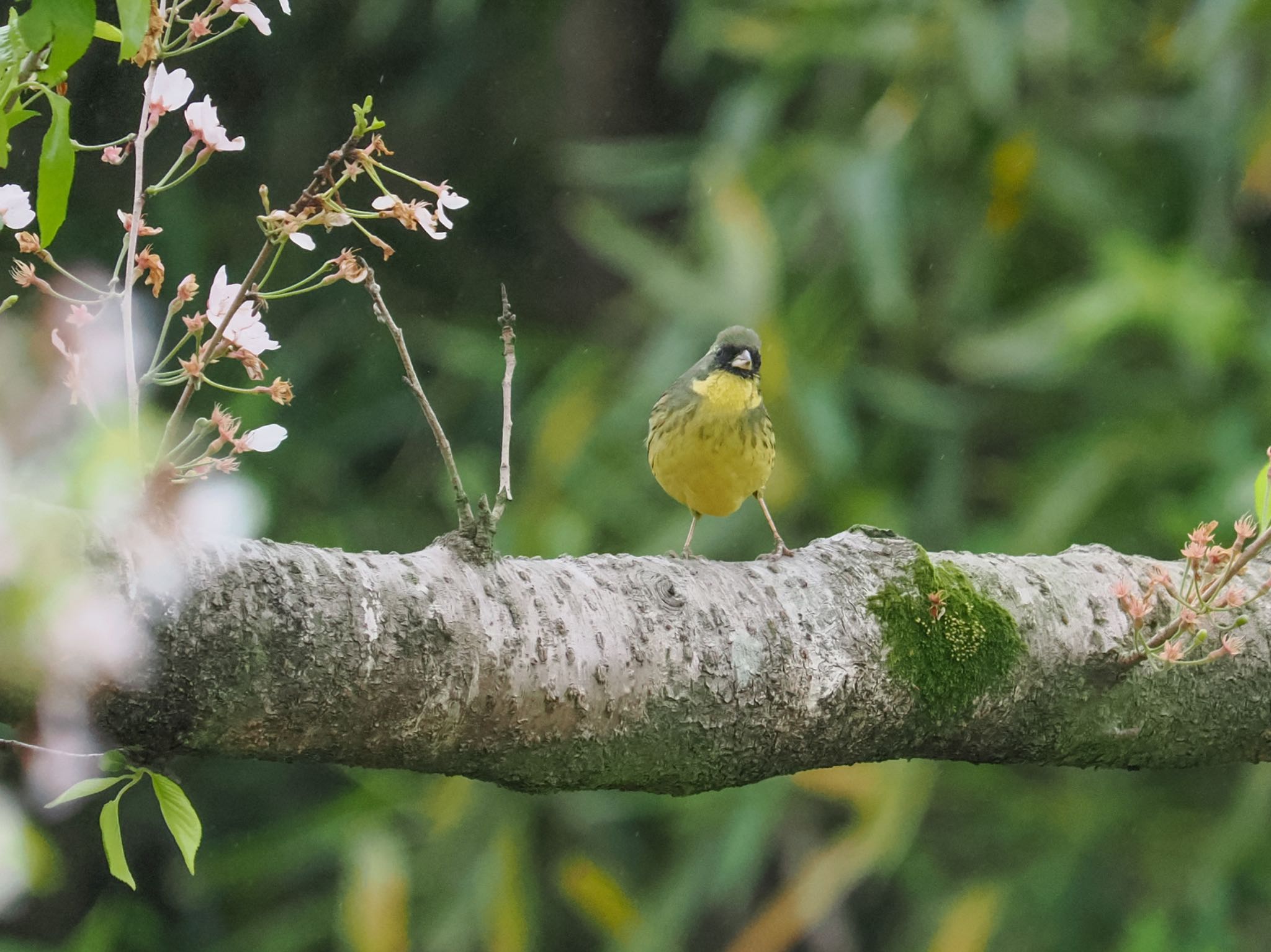 Masked Bunting