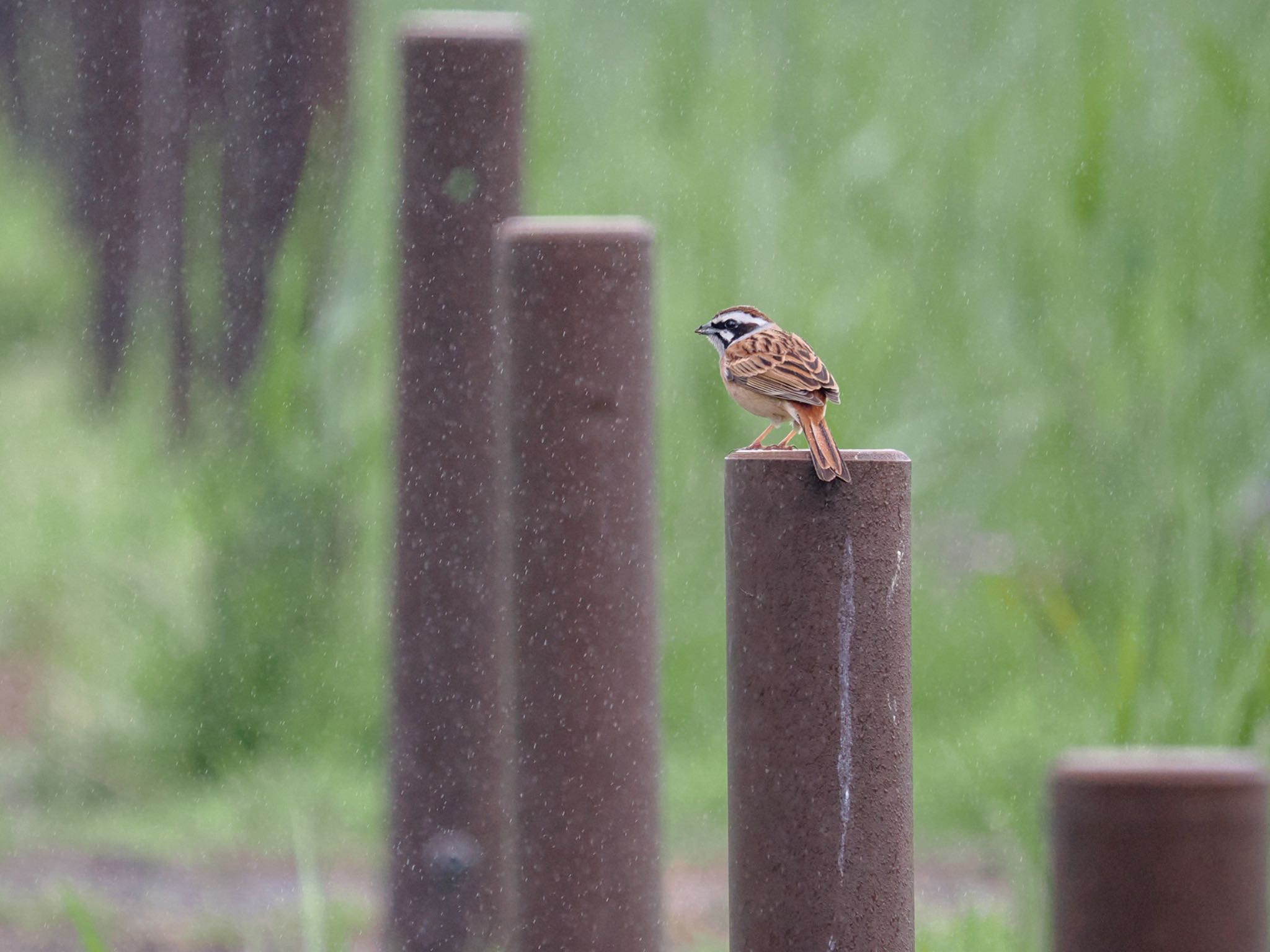 Meadow Bunting