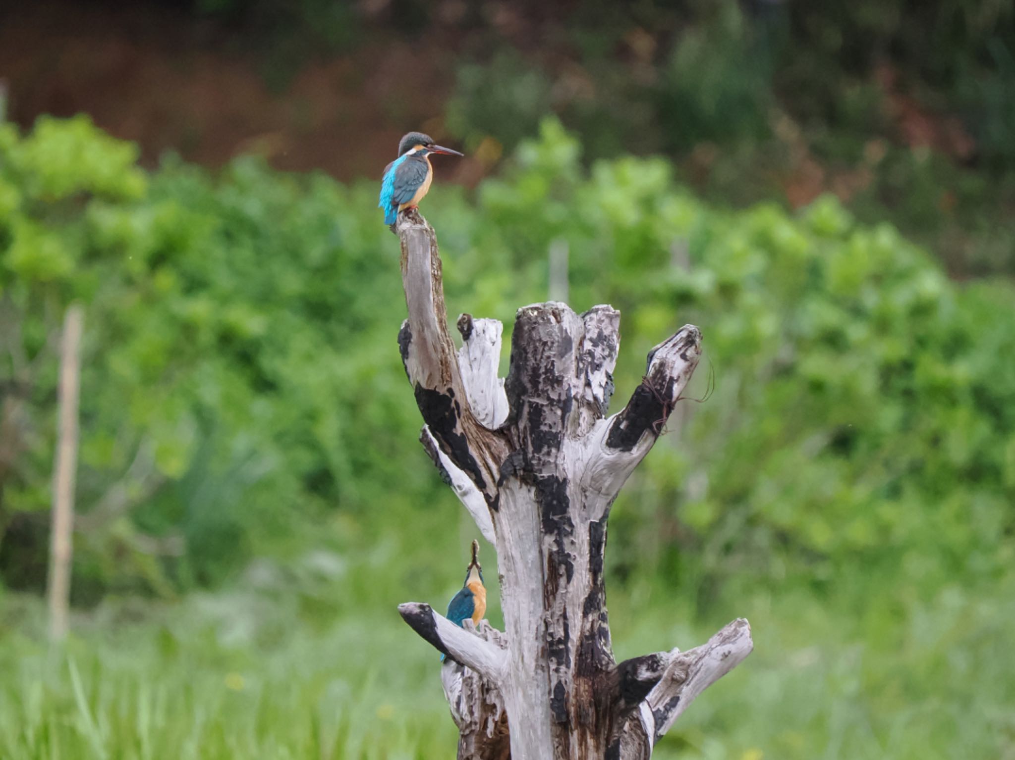 Common Kingfisher