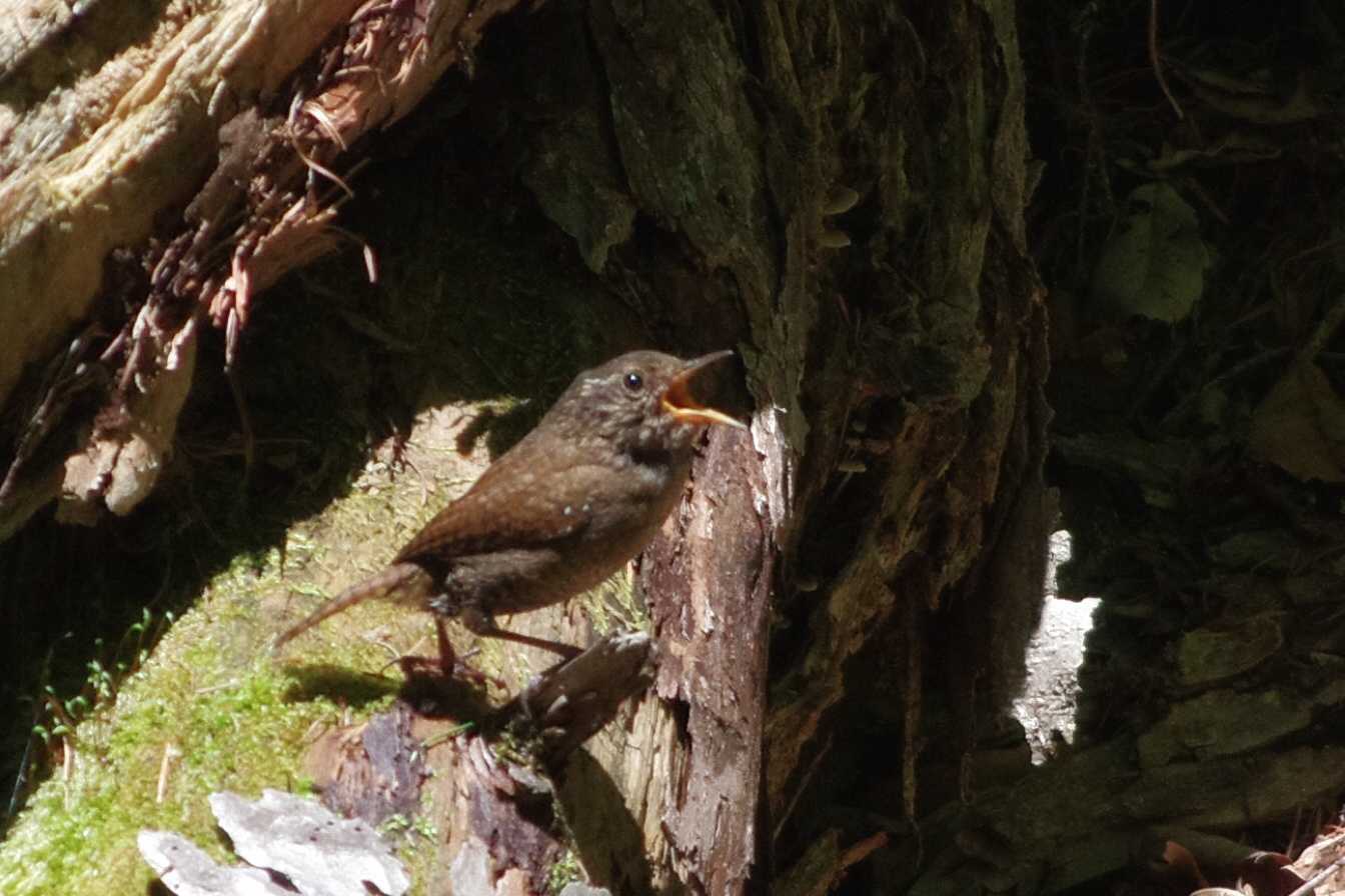 軽井沢野鳥の森 ミソサザイの写真 by zingo