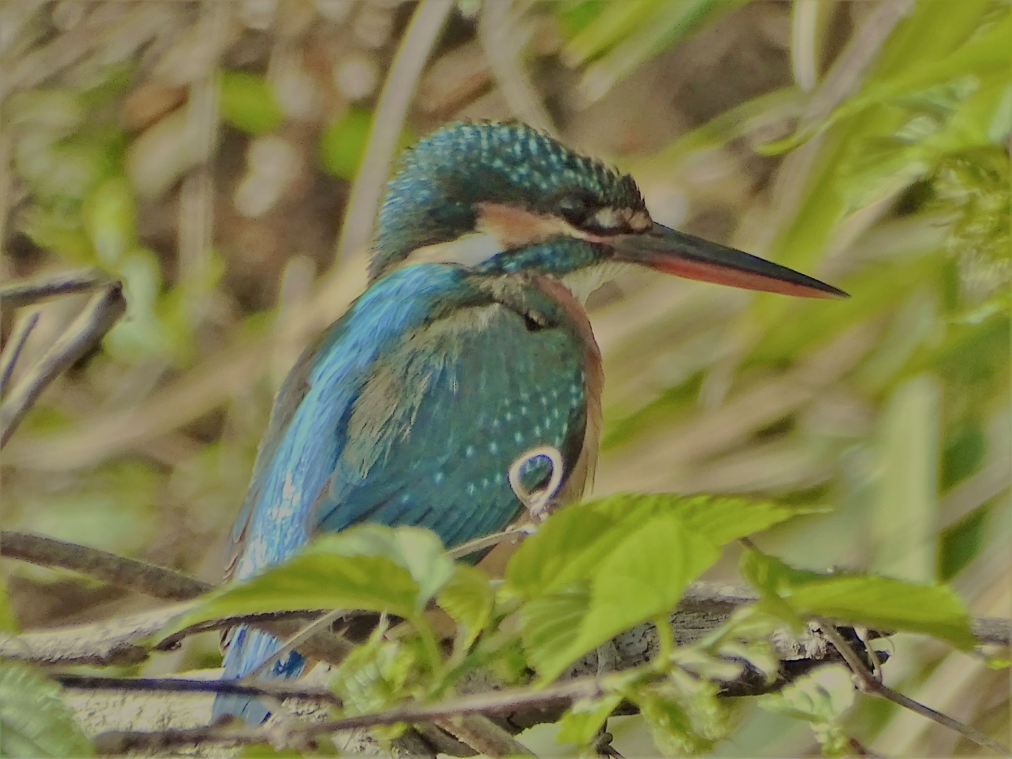 舞岡公園 カワセミの写真