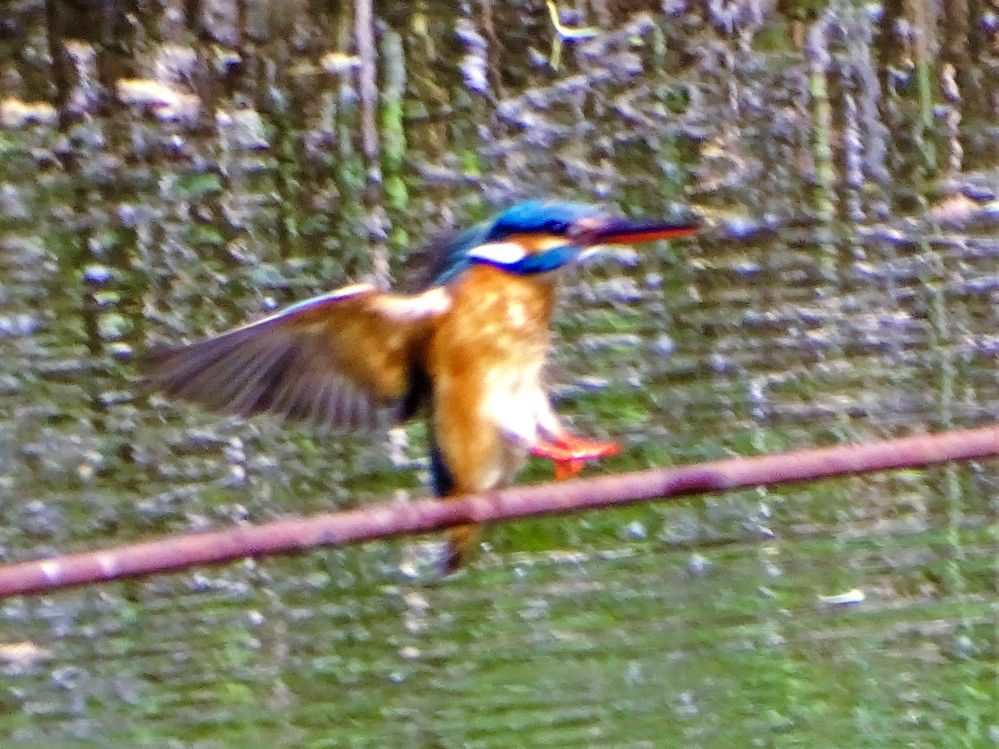 舞岡公園 カワセミの写真 by KAWASEMIぴー