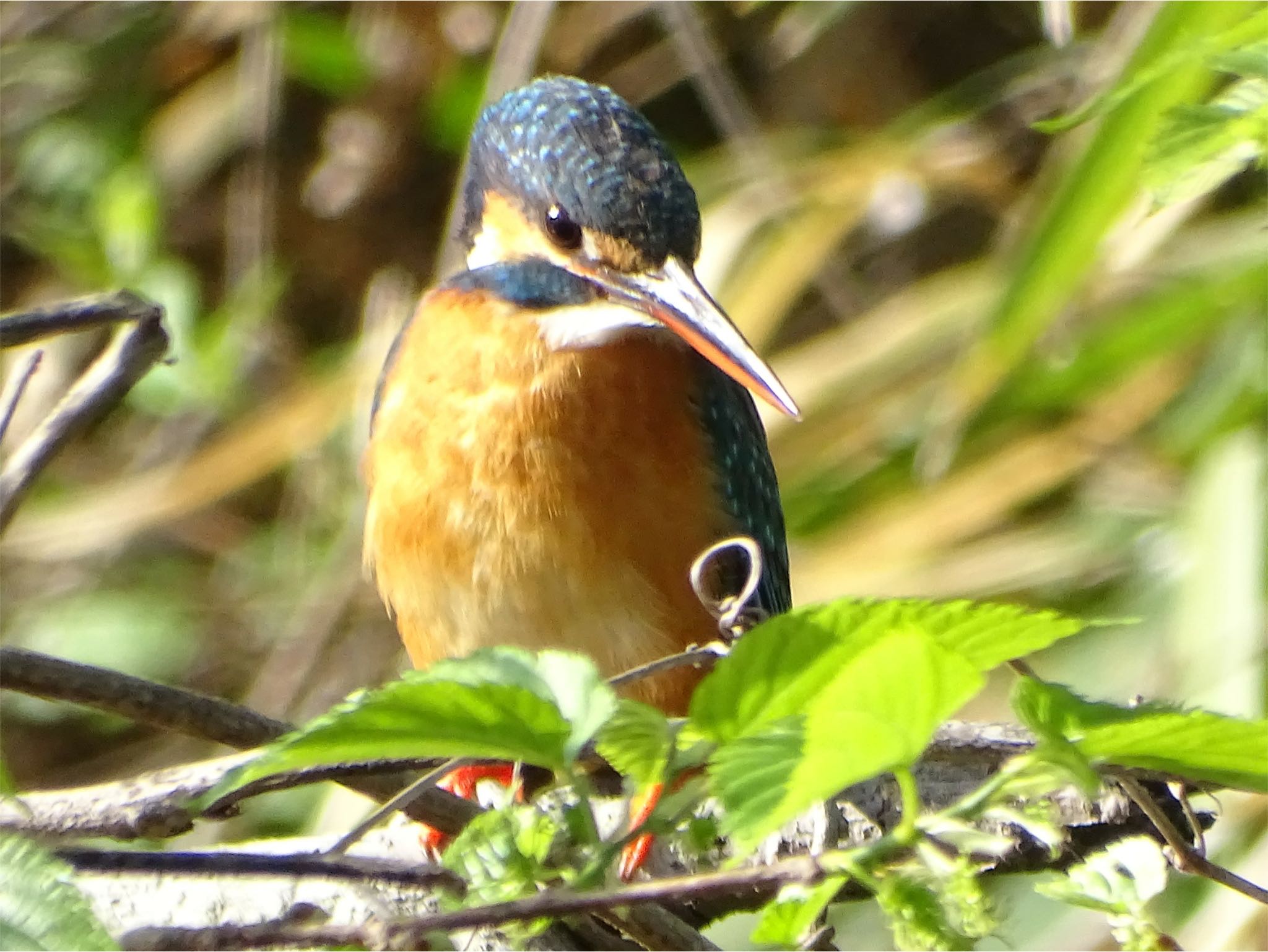 舞岡公園 カワセミの写真