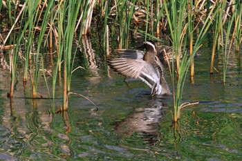 2023年4月13日(木) 今田遊水地の野鳥観察記録