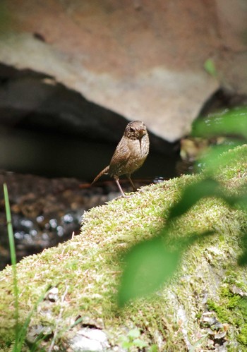 ミソサザイ 軽井沢野鳥の森 2018年5月19日(土)