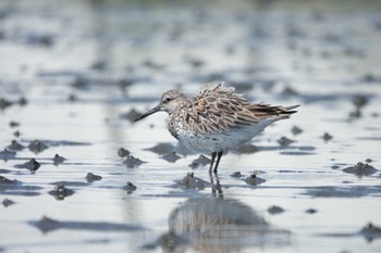 2023年4月9日(日) ふなばし三番瀬海浜公園の野鳥観察記録