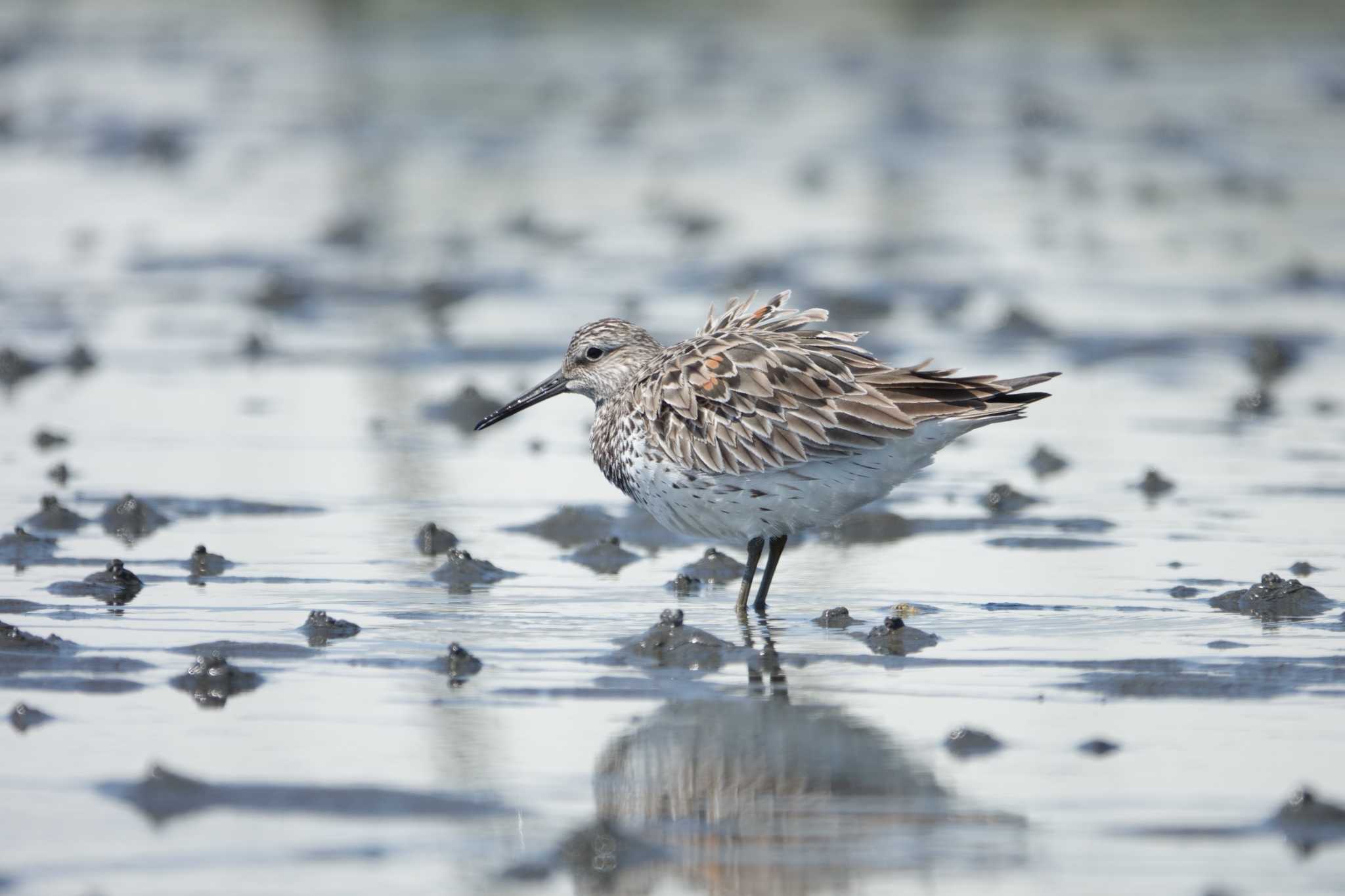 ふなばし三番瀬海浜公園 オバシギの写真