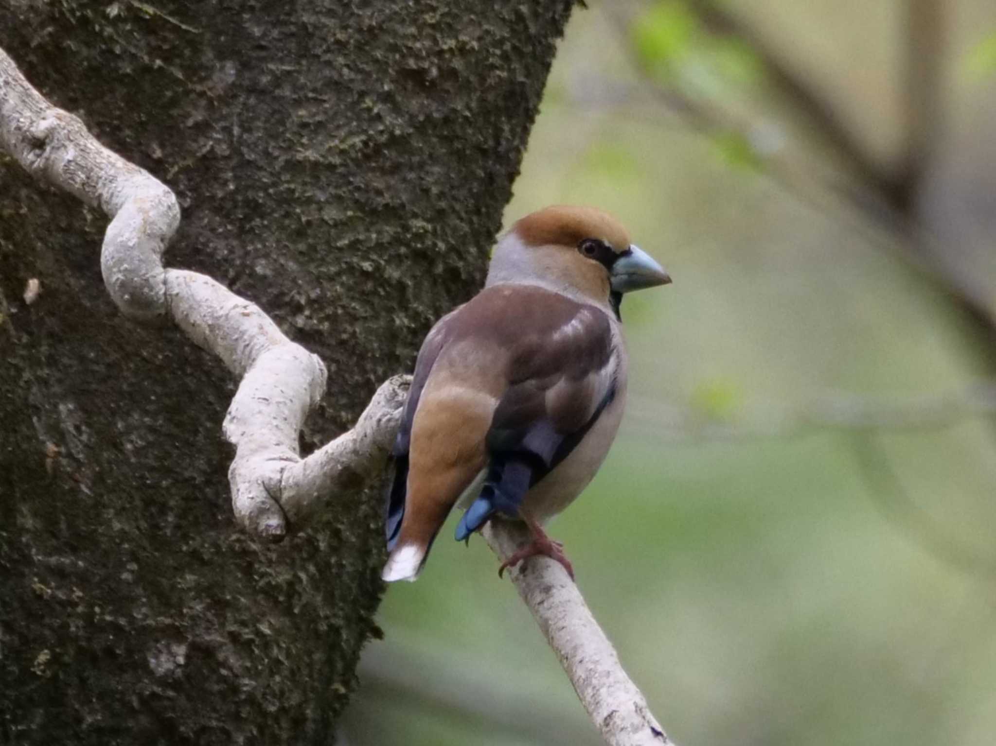 目は開いていましたが、眠っていたような・・。 by little birds