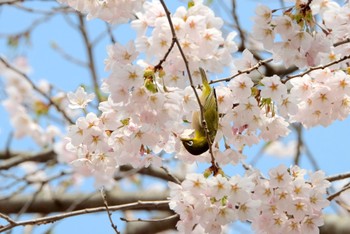 メジロ 青森県十和田市 2016年4月23日(土)