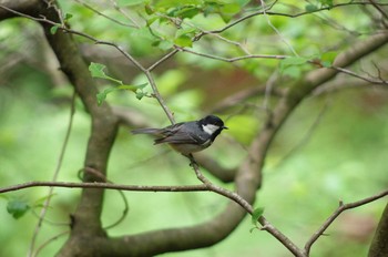 ヒガラ 軽井沢野鳥の森 2018年5月19日(土)