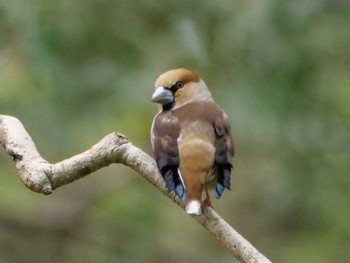 Hawfinch 埼玉県 Thu, 4/6/2023