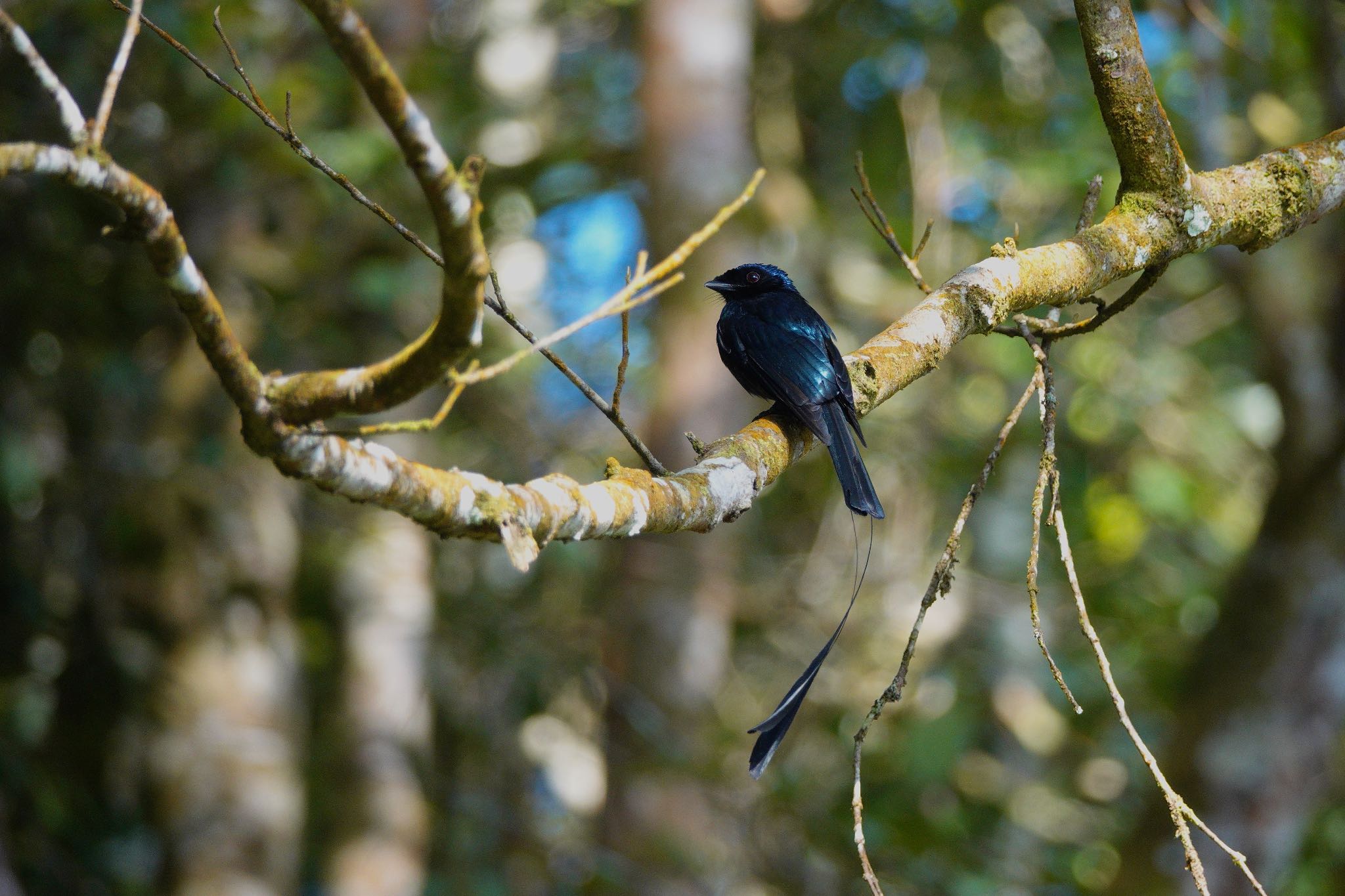 Lesser Racket-tailed Drongo