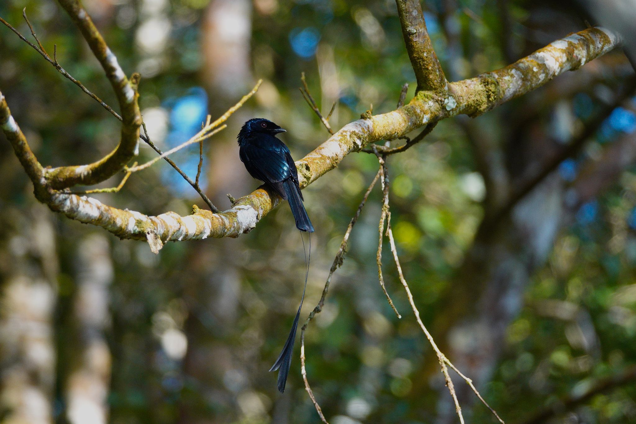 Lesser Racket-tailed Drongo