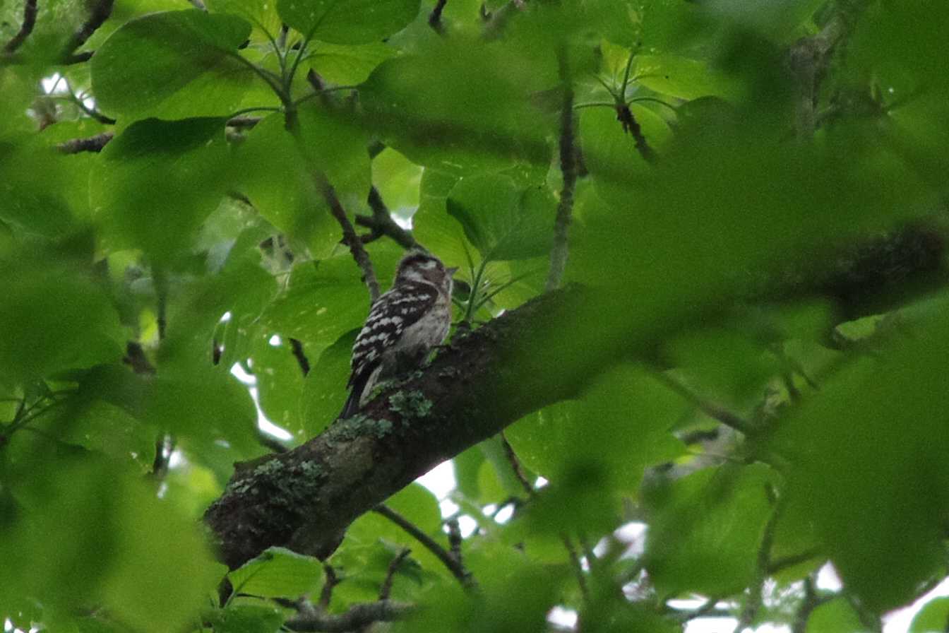 軽井沢野鳥の森 コガラの写真 by zingo