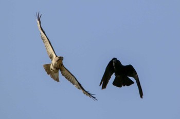 Eastern Buzzard 航空自衛隊百里基地 Thu, 4/13/2023