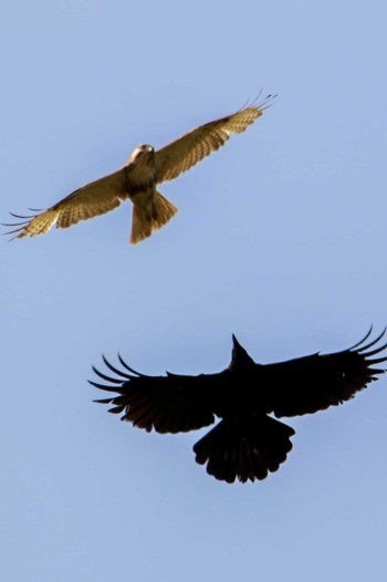 Eastern Buzzard 航空自衛隊百里基地 Thu, 4/13/2023