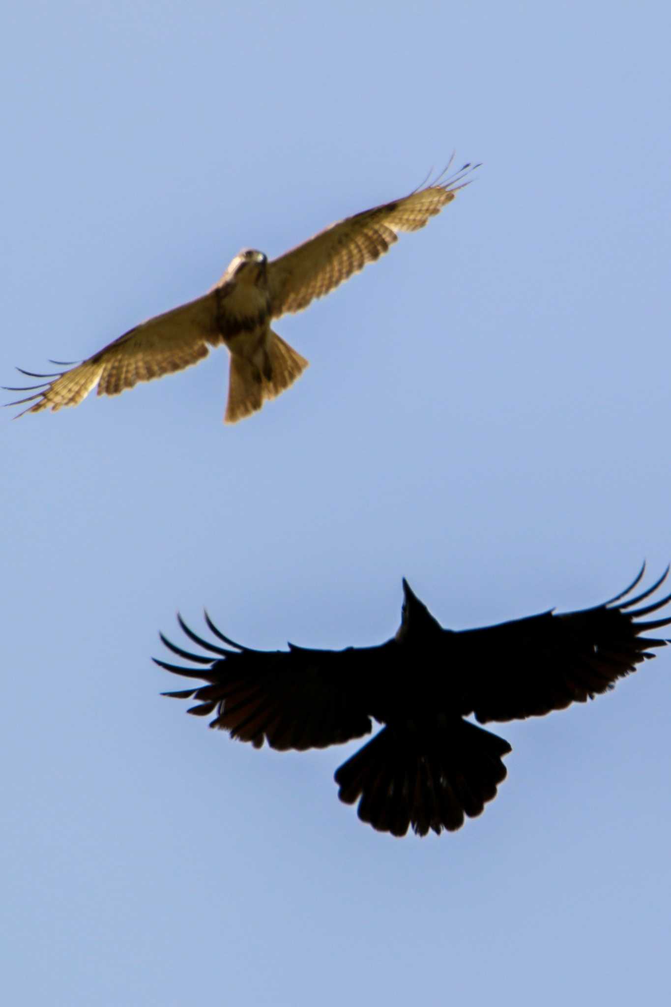 Eastern Buzzard