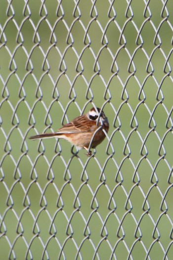 Meadow Bunting 航空自衛隊百里基地 Thu, 4/13/2023