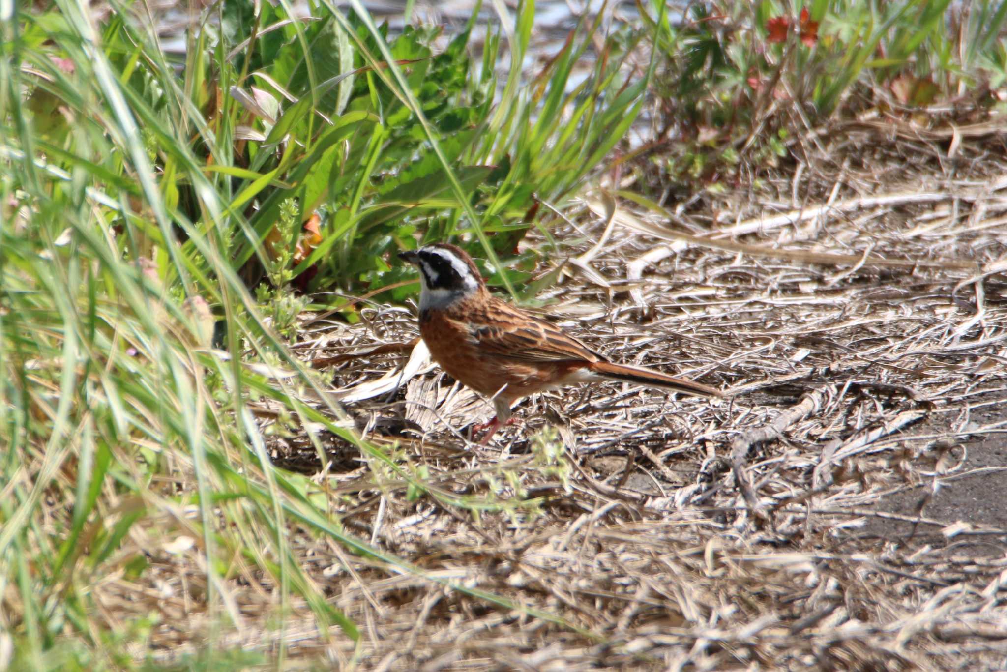 Meadow Bunting