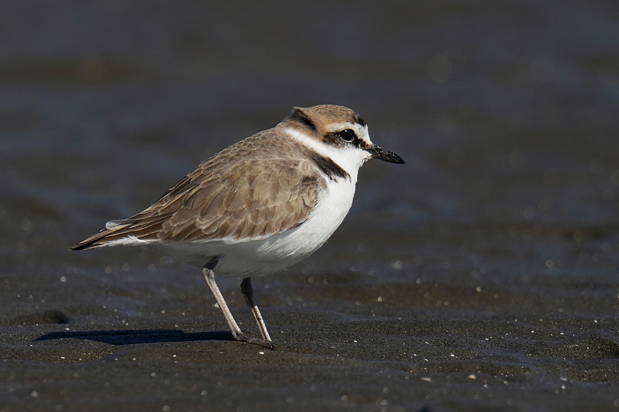 Kentish Plover