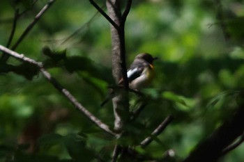 キビタキ 軽井沢野鳥の森 2018年5月19日(土)