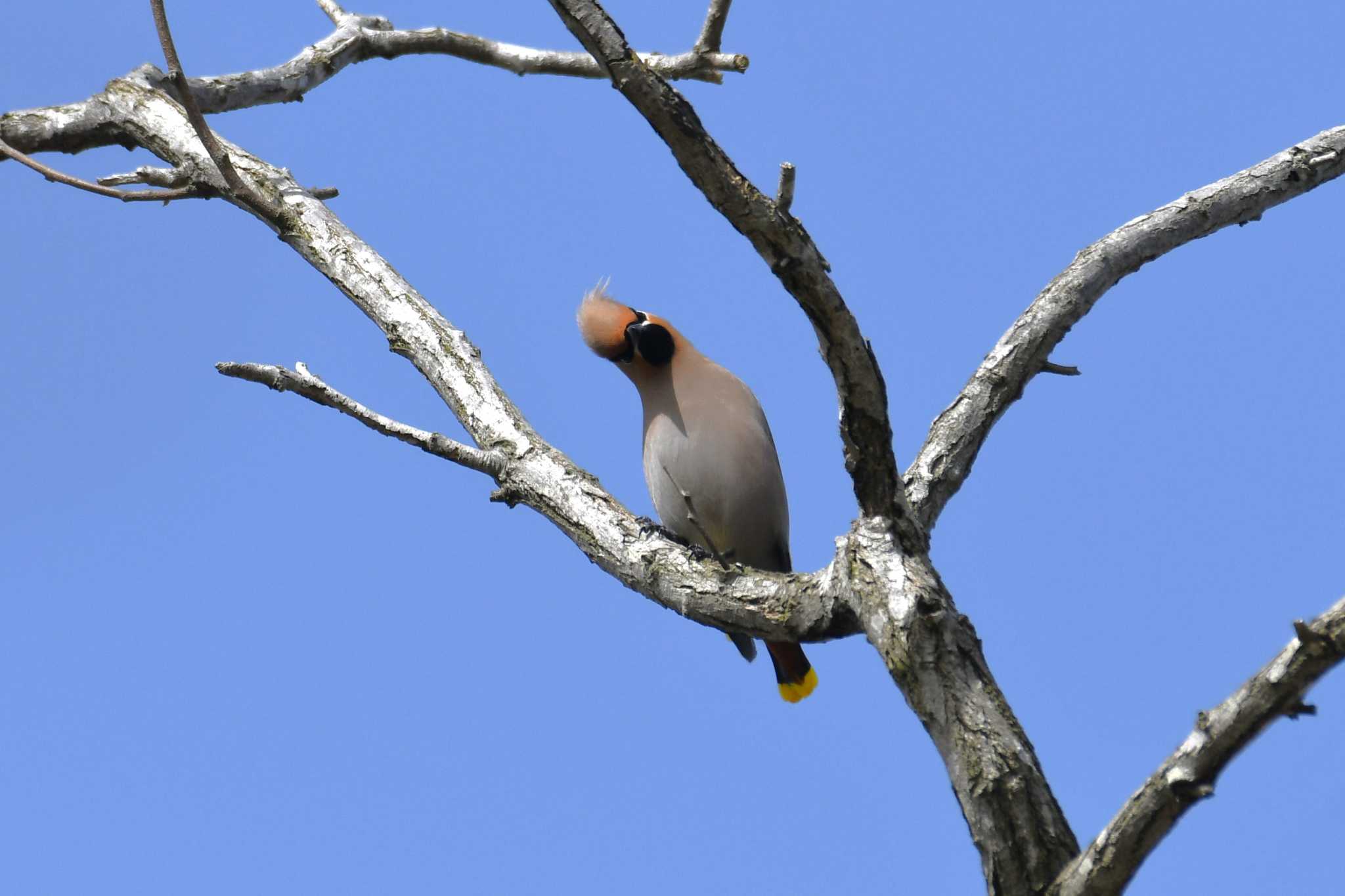 Bohemian Waxwing