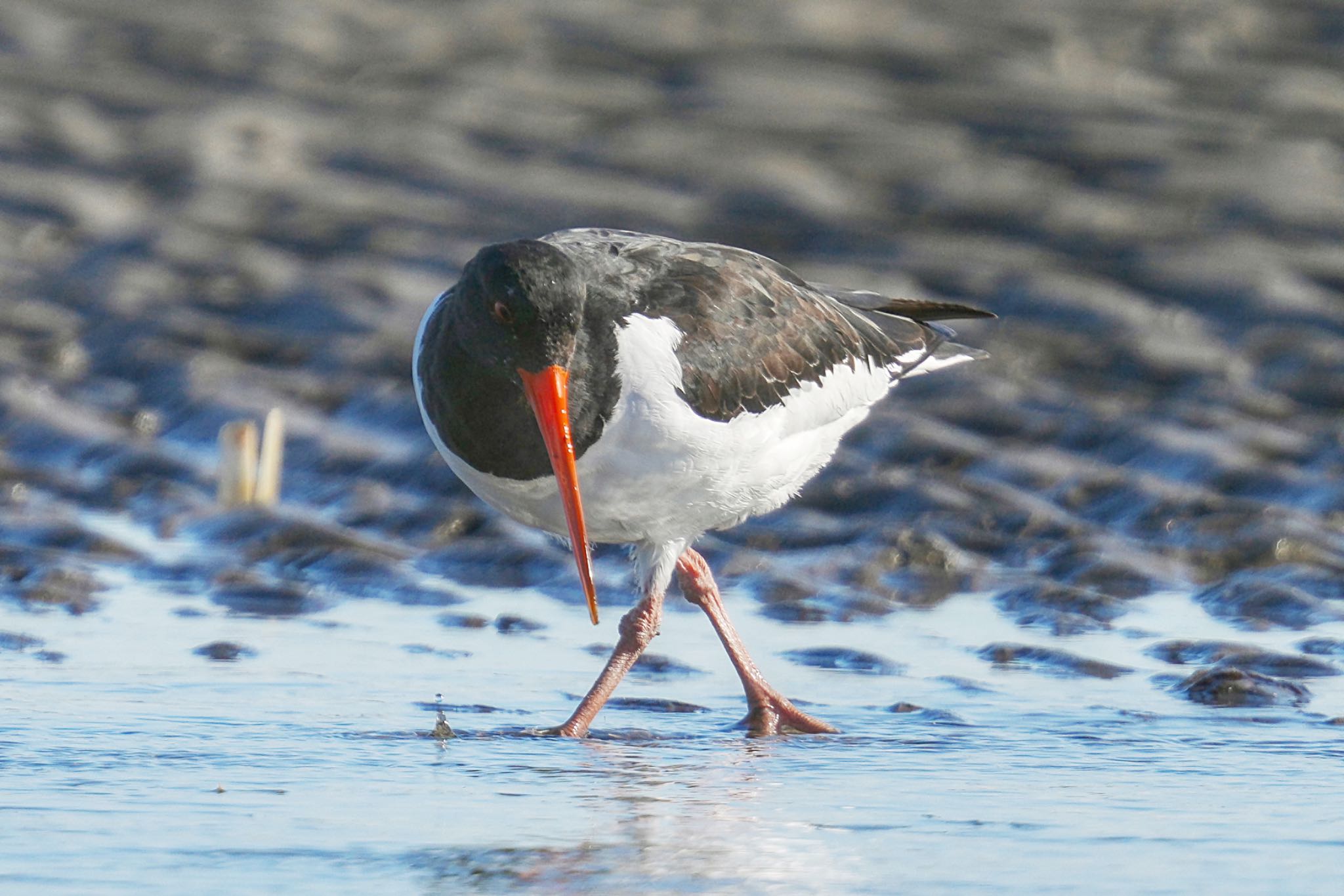 Eurasian Oystercatcher