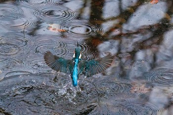 2023年1月15日(日) 三ツ池公園(横浜市鶴見区)の野鳥観察記録