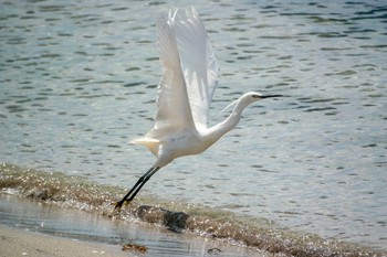 コサギ 藤江海岸(兵庫県明石市) 2018年5月20日(日)