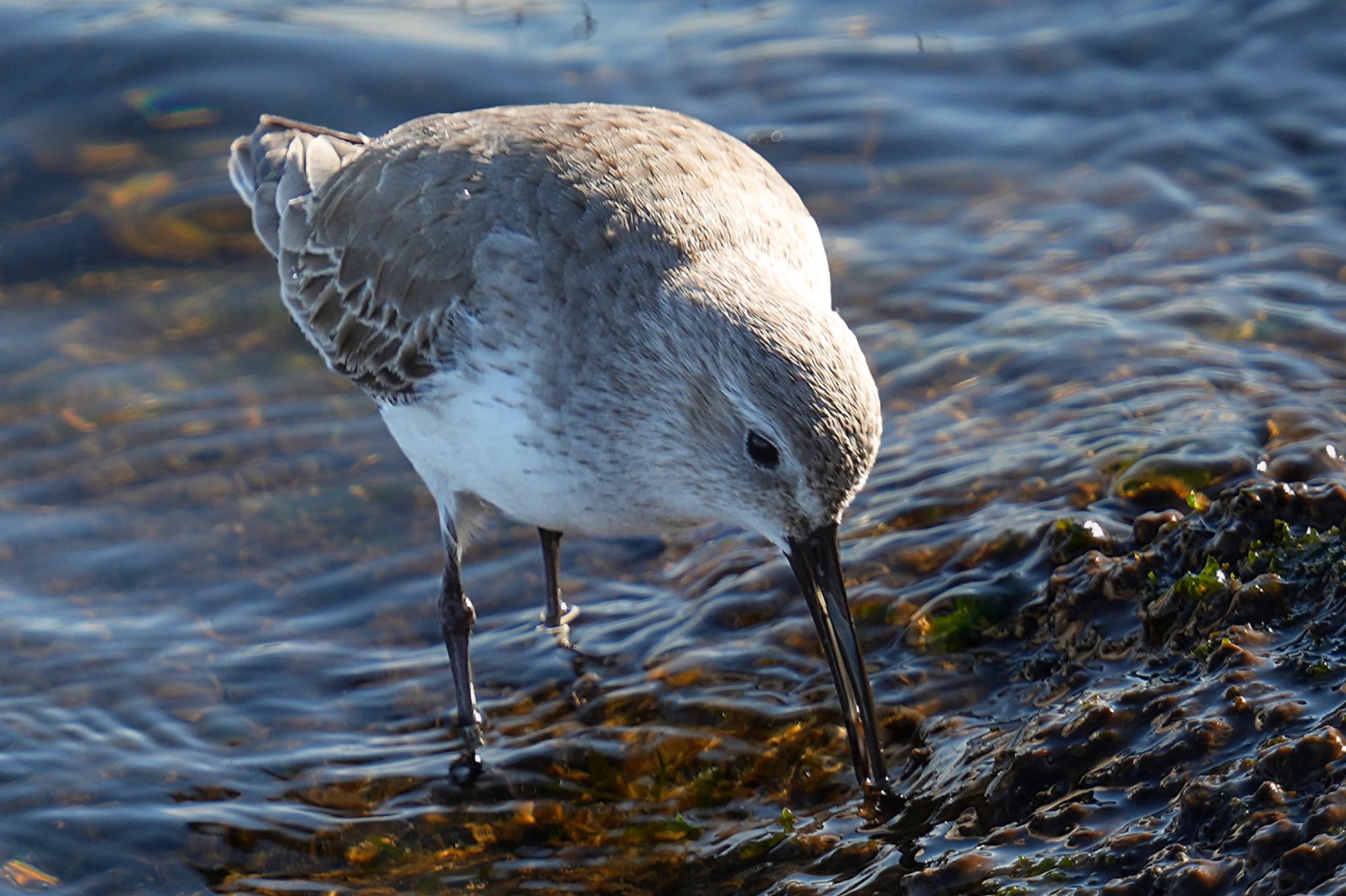 Dunlin